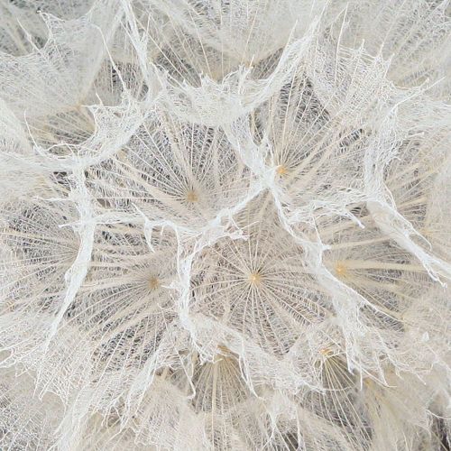 Floristik24 Dente di leone decorativo bianco – delicati fiori secchi per composizioni eleganti Ø11cm 6 pz.