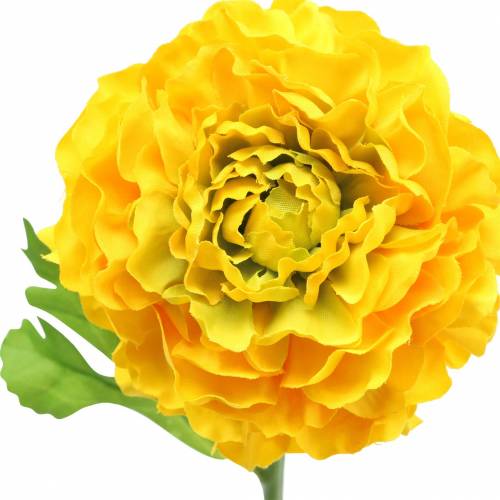 Floristik24 Ranuncolo giallo A45cm
