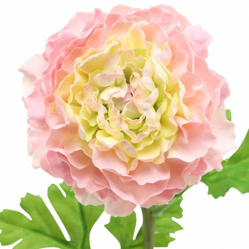 Prodotto Ranuncolo rosa H45cm