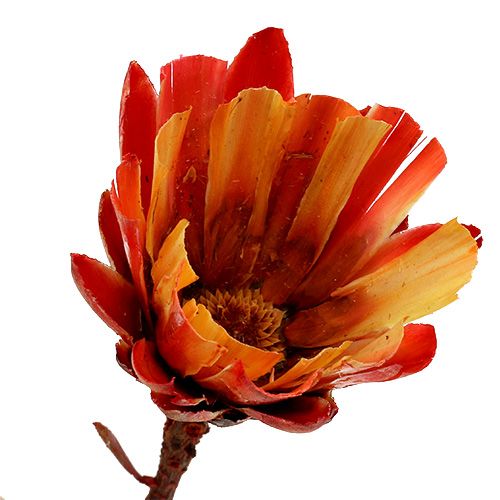 Prodotto Repens Cup Rosso 25 pz