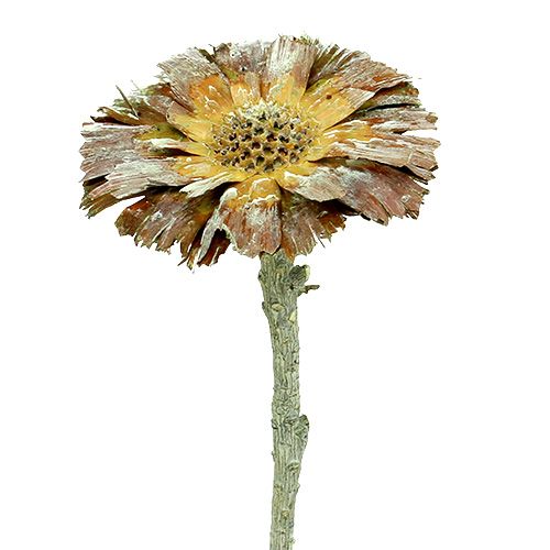 Prodotto Rosetta Repens verde satinato 8cm - 9cm 25 pz