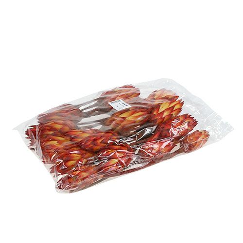 Floristik24 Repens Rosso bicolore 25 pz
