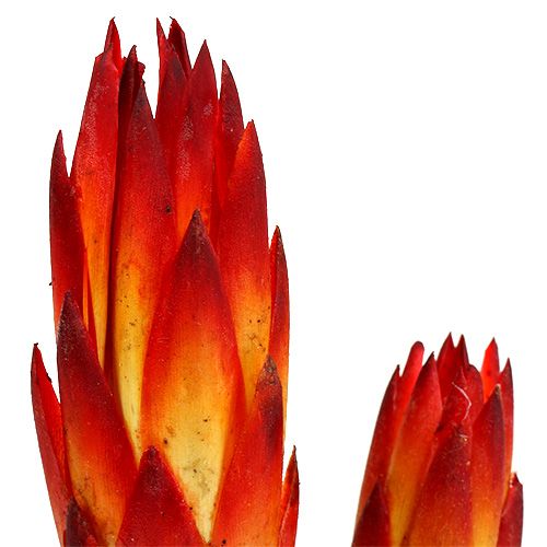Prodotto Repens Rosso piccolo 50 pz