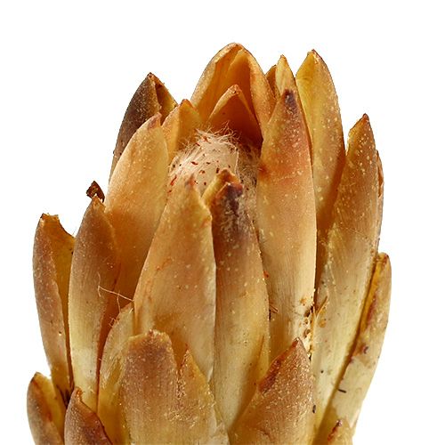 Prodotto Crema di repens 25 pz