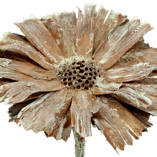 Prodotto Rosetta di protea 8-9 cm bianca lavata 25 pz