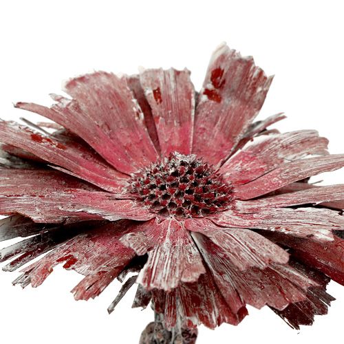 Prodotto Protea rosetta erica satinata Ø8-9cm 25 pz