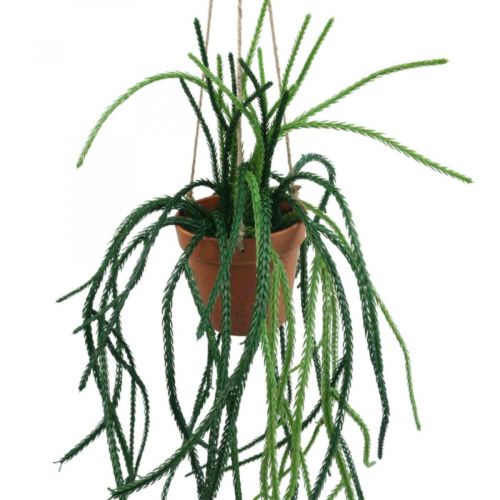 Rhipsalis cactus in corallo artificiale appeso cesto H87cm