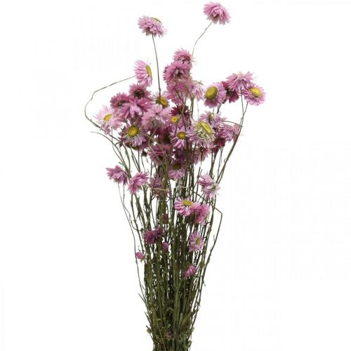 Prodotto Fiori secchi di elicriso rosa Acroclinium mazzo 20g