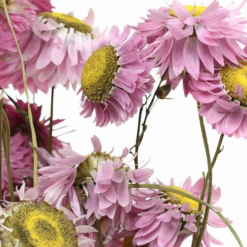 Prodotto Fiori di paglia fiori secchi rosa acroclinium mazzetto 20g