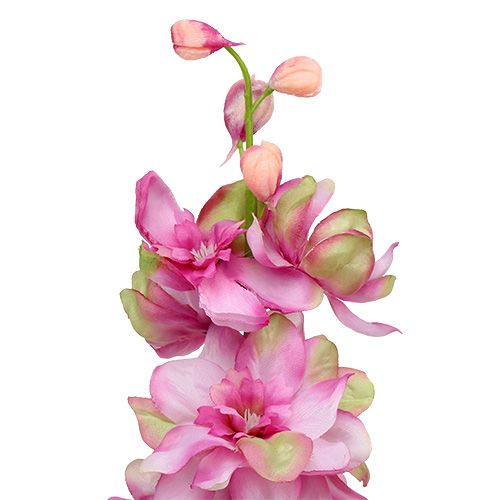 Prodotto Delphinium Pink 60cm