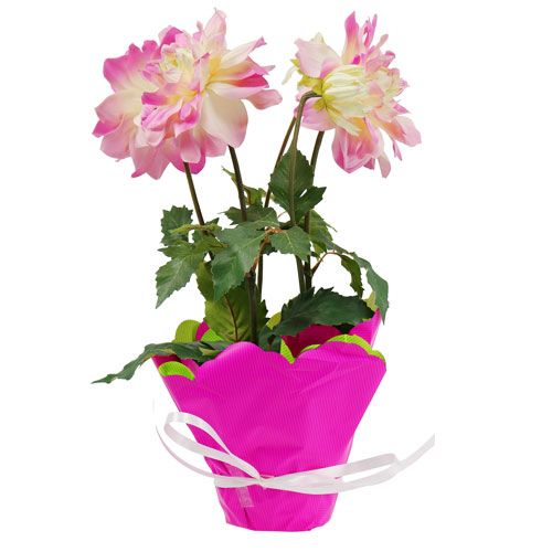 Floristik24 Rondella Ø48cm bicolore rosa-verde 50p