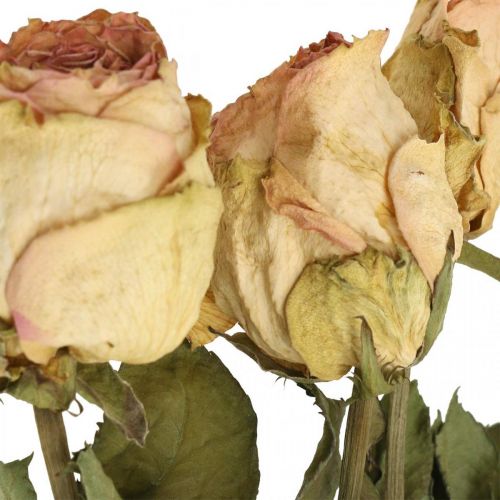 Floristik24 Rose decorative, fiori secchi, rose secche, San Valentino, floristica funebre, rose rustiche giallo-rosa L48cm 5 pezzi