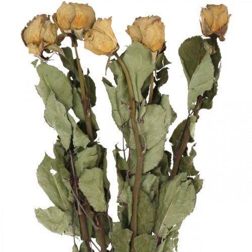 Floristik24 Rosa di fiori secchi, San Valentino, floristica secca, rose decorative rustiche giallo-viola L45-50cm 5 pezzi
