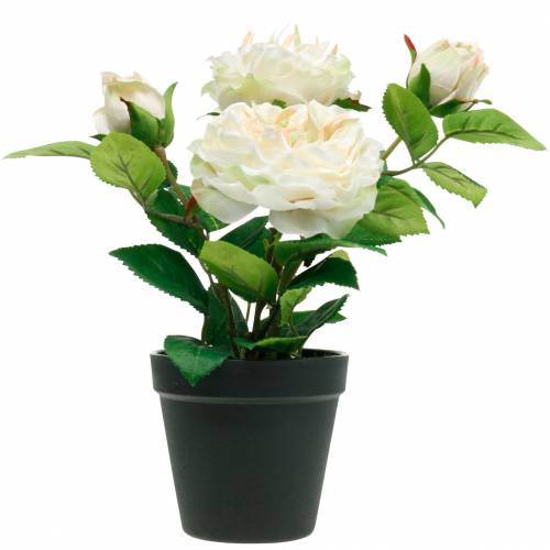 Floristik24 Peonia in vaso, romantica rosa decorativa, fiori di seta bianco crema