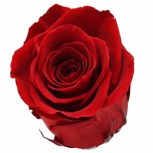Prodotto Rose Infinity Grandi Ø5,5-6cm Rosse 6 pz