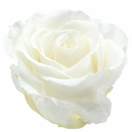 Rose Infinity grandi Ø5,5-6cm bianche 6 pezzi