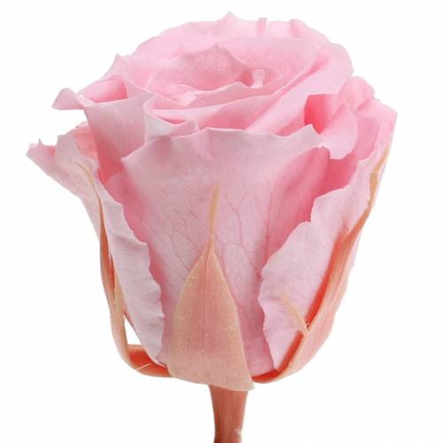 Floristik24 Rose Eterne Medie Ø4-4.5cm Rosa 8 pz