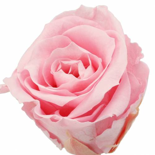 Rose eterne medie Ø4-4,5cm rosa 8pz