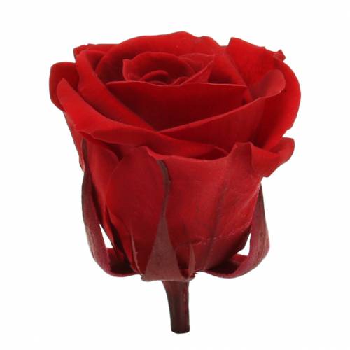 Prodotto Rose stabilizzate medie Ø4-4,5 cm rosse 8 pz