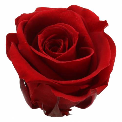 Floristik24 Rose stabilizzate medie Ø4-4,5cm rosse 8pz