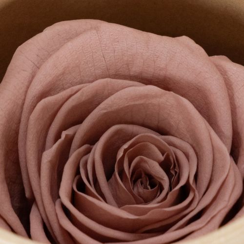 Prodotto Teste di rosa stabilizzate, regalo romantico, rose durature per occasioni speciali, 5 cm, 6 pezzi