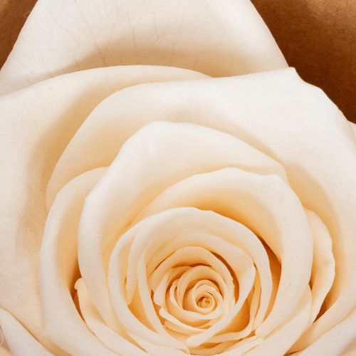 Prodotto Teste di rosa, fiori stabilizzati per eleganti composizioni floreali, 5 cm, 6 pezzi