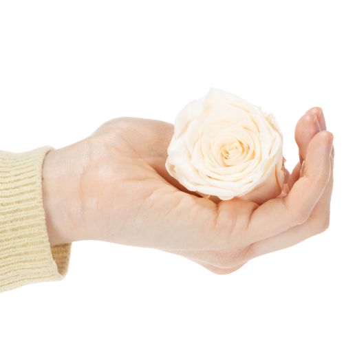 Prodotto Teste di rosa, fiori stabilizzati per eleganti composizioni floreali, 5 cm, 6 pezzi