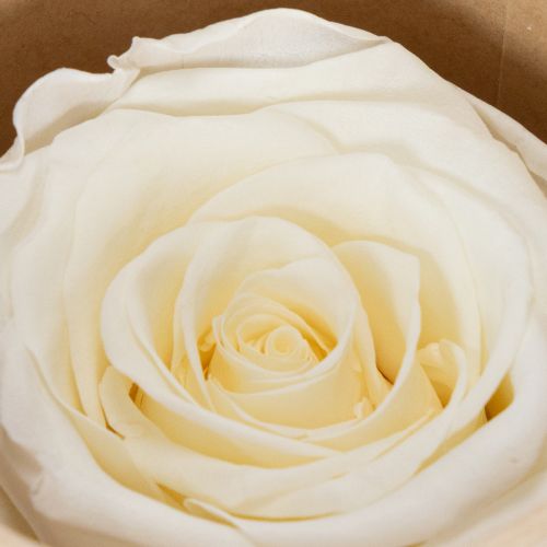 Prodotto Teste di rosa stabilizzate, decorazione da tavola resistente per un'atmosfera romantica, decorazione per matrimoni, 5 cm, 6 pezzi