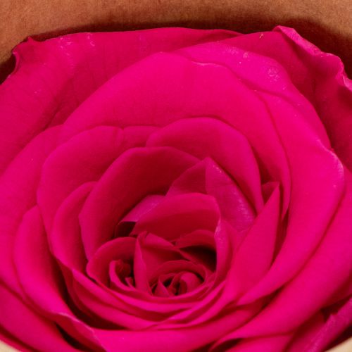 Prodotto Decorazioni di rose stabilizzate, fiori veri per decorare la tavola, fiori unici e sostenibili, 5 cm, 6 pezzi