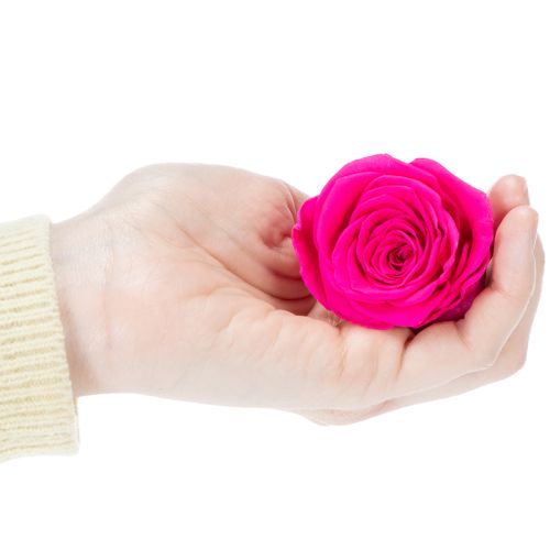 Prodotto Decorazioni di rose stabilizzate, fiori veri per decorare la tavola, fiori unici e sostenibili, 5 cm, 6 pezzi