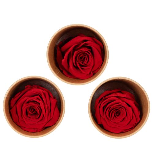 Rose stabilizzate decorative e romantiche, ideali per spazi abitativi o matrimoni, 5 cm, 6 pezzi