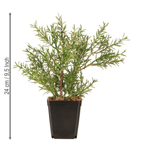 Prodotto Rosmarino in vaso Erbe artificiali Piante verdi H24cm