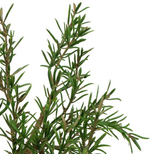 Floristik24 Ramo di rosmarino 36cm 3pz