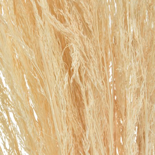 Floristik24 Erba Piegata Agrostis Capillaris Erba Secca Sbiancata 65cm 80g