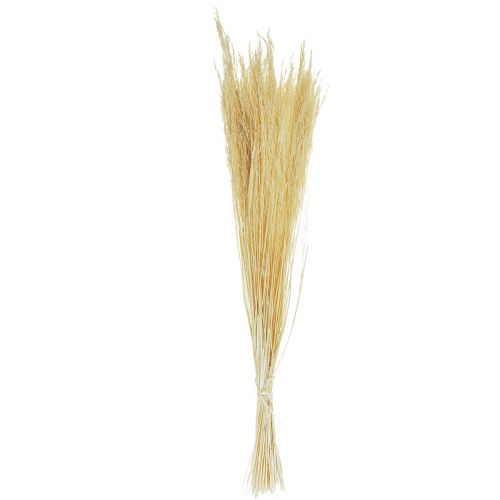 Floristik24 Erba Piegata Agrostis Capillaris Erba Secca Sbiancata 65cm 80g