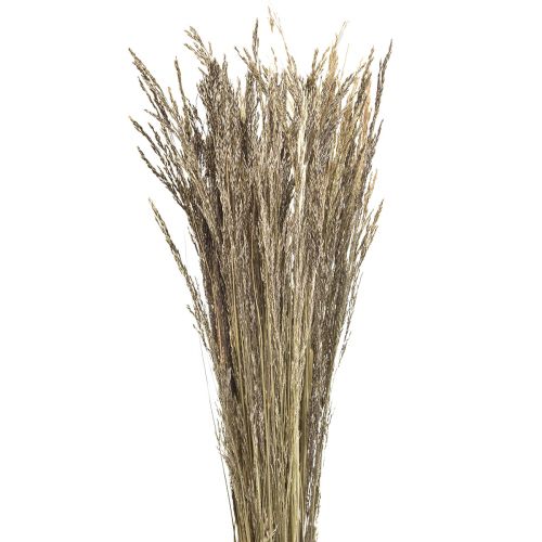 Floristik24 Erba Piegata Agrostis Capillaris Erba Secca Natura 60cm 80g