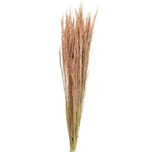 Floristik24 Erba Piegata Rossa Agrostis Erba Secca Rosso Marrone 65 cm 80 g