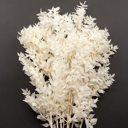 Floristik24 Rami di Ruscus rami decorativi fiori secchi sbiancati 10 pz