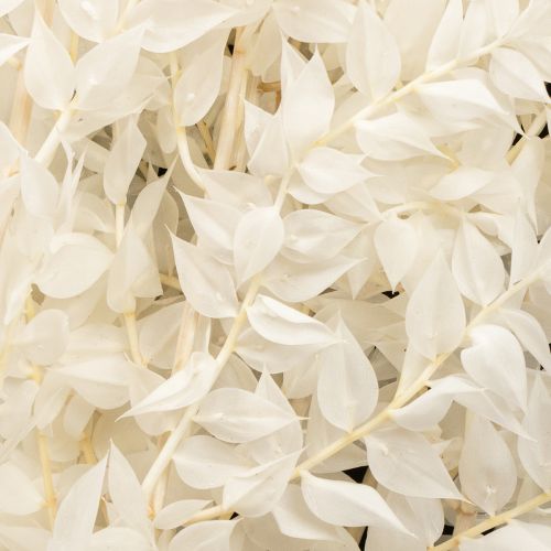 Prodotto Rami di Ruscus rami decorativi fiori secchi sbiancati 10 pz