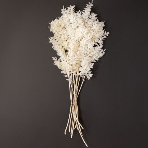 Prodotto Rami di Ruscus rami decorativi fiori secchi sbiancati 10 pz