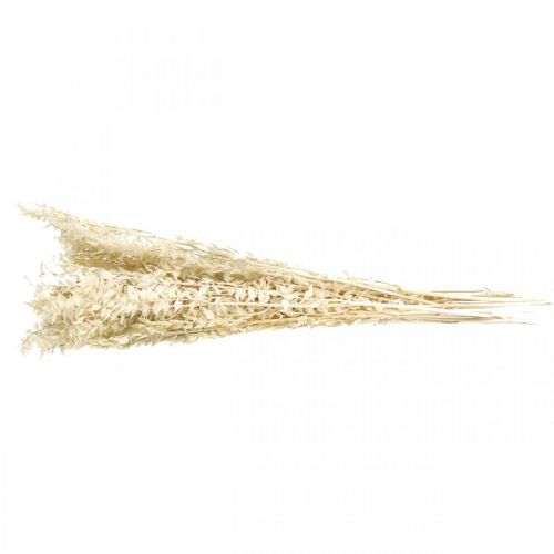 Floristik24 Ramoscelli di Ruscus ramoscelli decorativi fiori secchi crema 200g