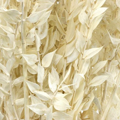 Floristik24 Ramoscelli di Ruscus ramoscelli decorativi fiori secchi crema 200g