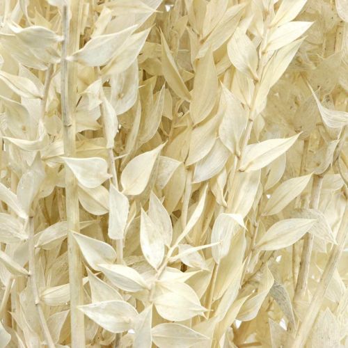 Prodotto Ramoscelli di Ruscus ramoscelli decorativi fiori secchi crema 200g