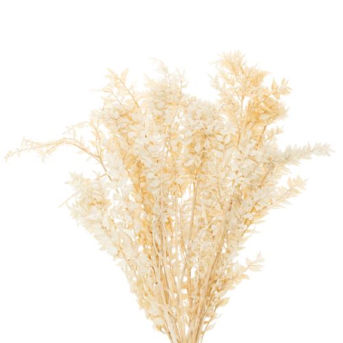 Ramo decorativo di Ruscus essiccato, Ruscus sbiancato, 200 g acquistare | Floristik24.it
