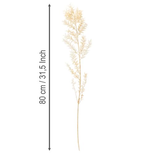 Ramo decorativo di Ruscus essiccato, Ruscus sbiancato, 200 g | Floristik24.it