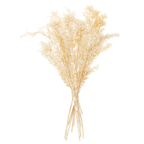 Ramo decorativo di Ruscus essiccato, Ruscus sbiancato, 200 g | Floristik24.it