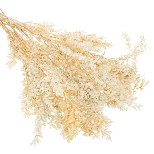 Ramo decorativo di Ruscus essiccato, Ruscus sbiancato, 200 g | Floristik24.it