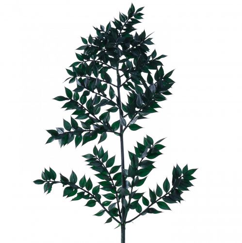 Floristik24 Rami decorativi verde ruscus verde scuro 75-95 cm 1 kg