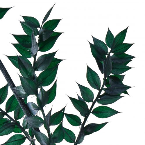 Prodotto Rami decorativi verde ruscus verde scuro 75-95 cm 1 kg