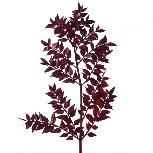 Floristik24 Rami decorativi Ruscus Red essiccati rosso scuro 75-95 cm 1 kg